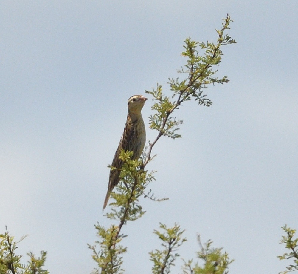 Bobolink - ML646471903