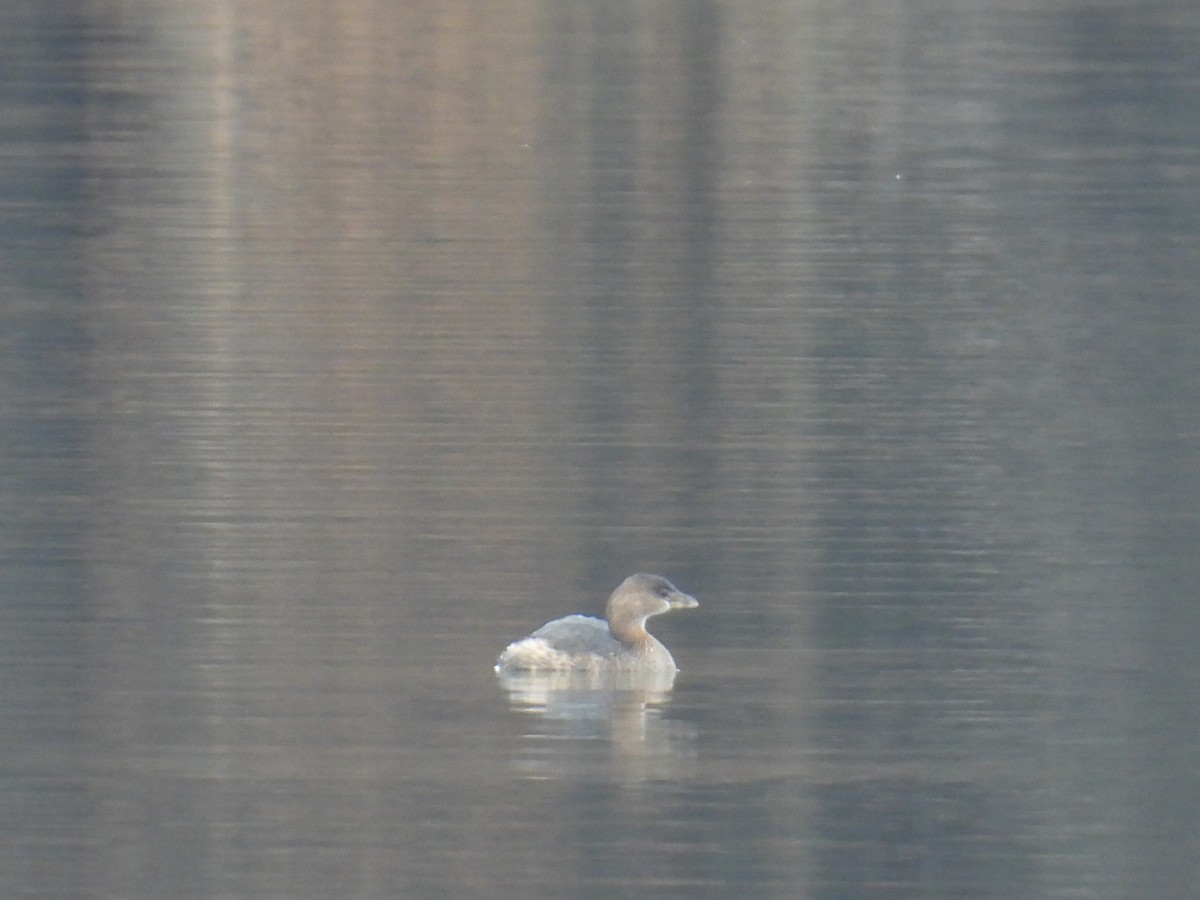 Pied-billed Grebe - ML646471904