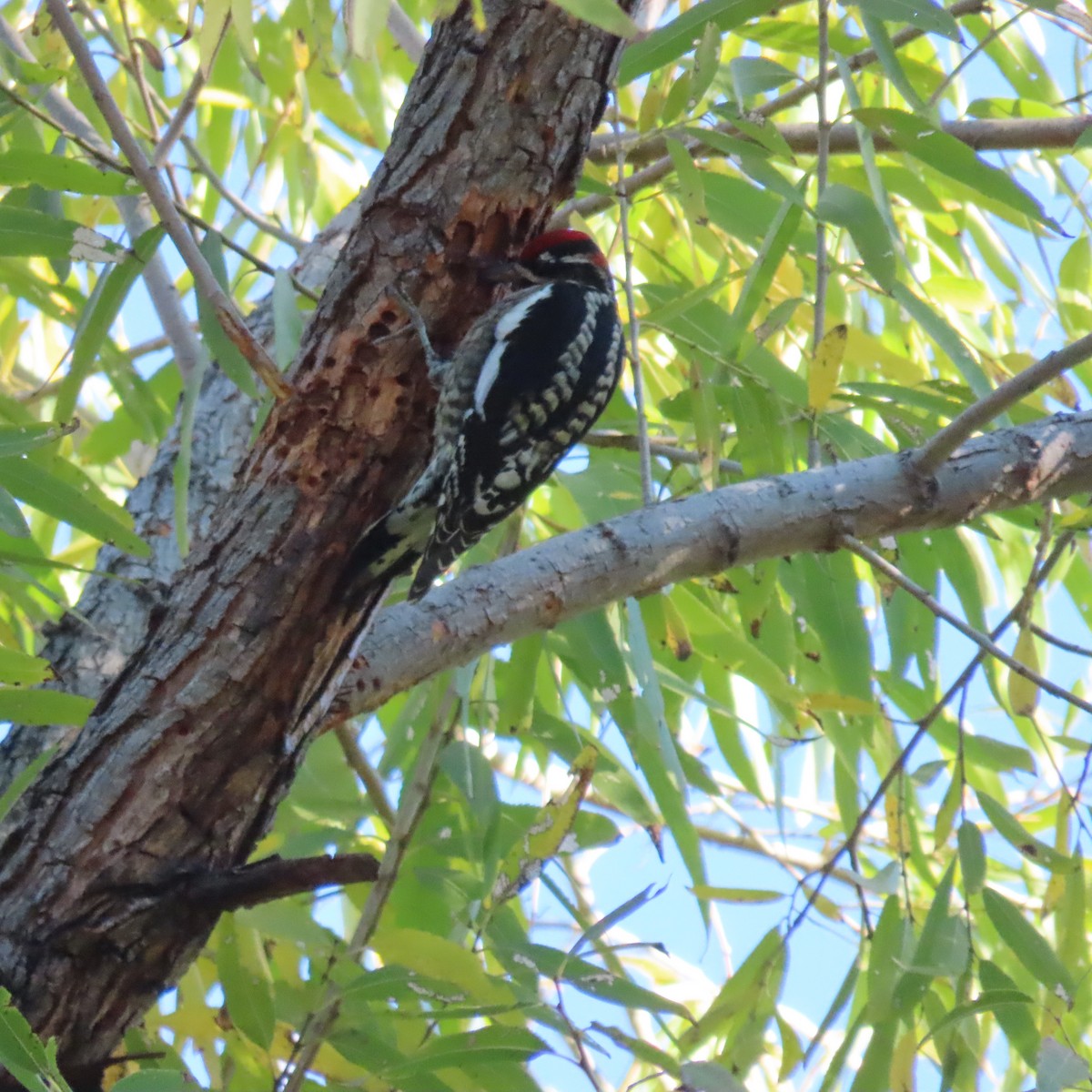 Red-naped Sapsucker - ML646471905