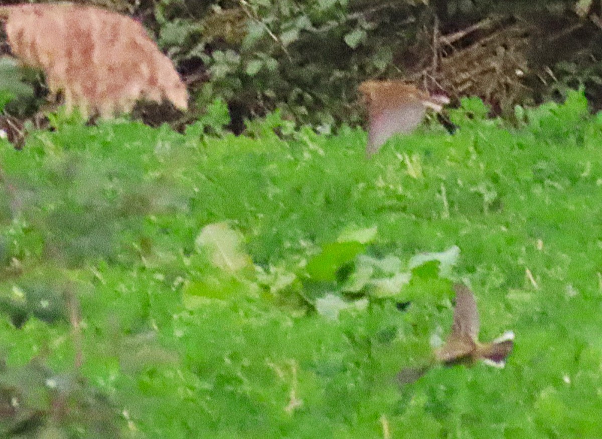 Meadow Pipit - ML646471906