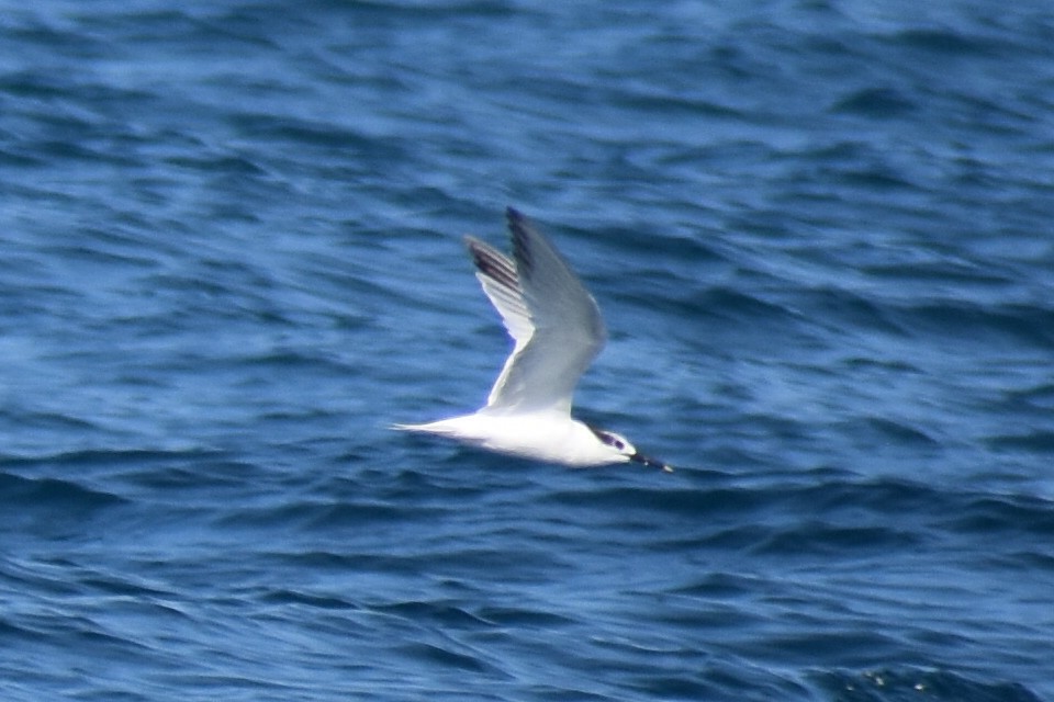 Sandwich Tern - ML646471907