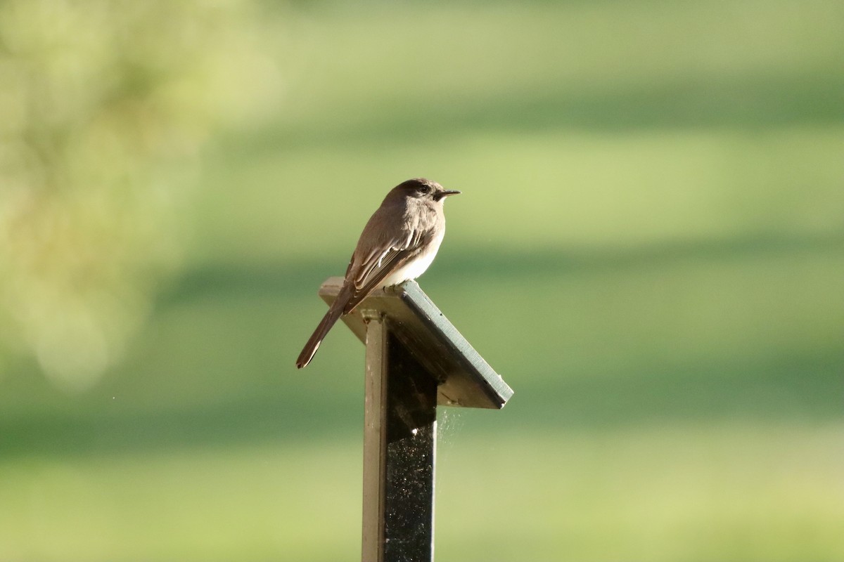 Black Phoebe - ML646471909