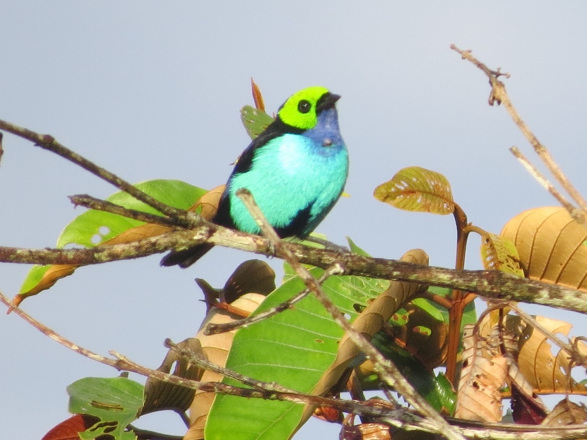 Paradise Tanager - ML646471911