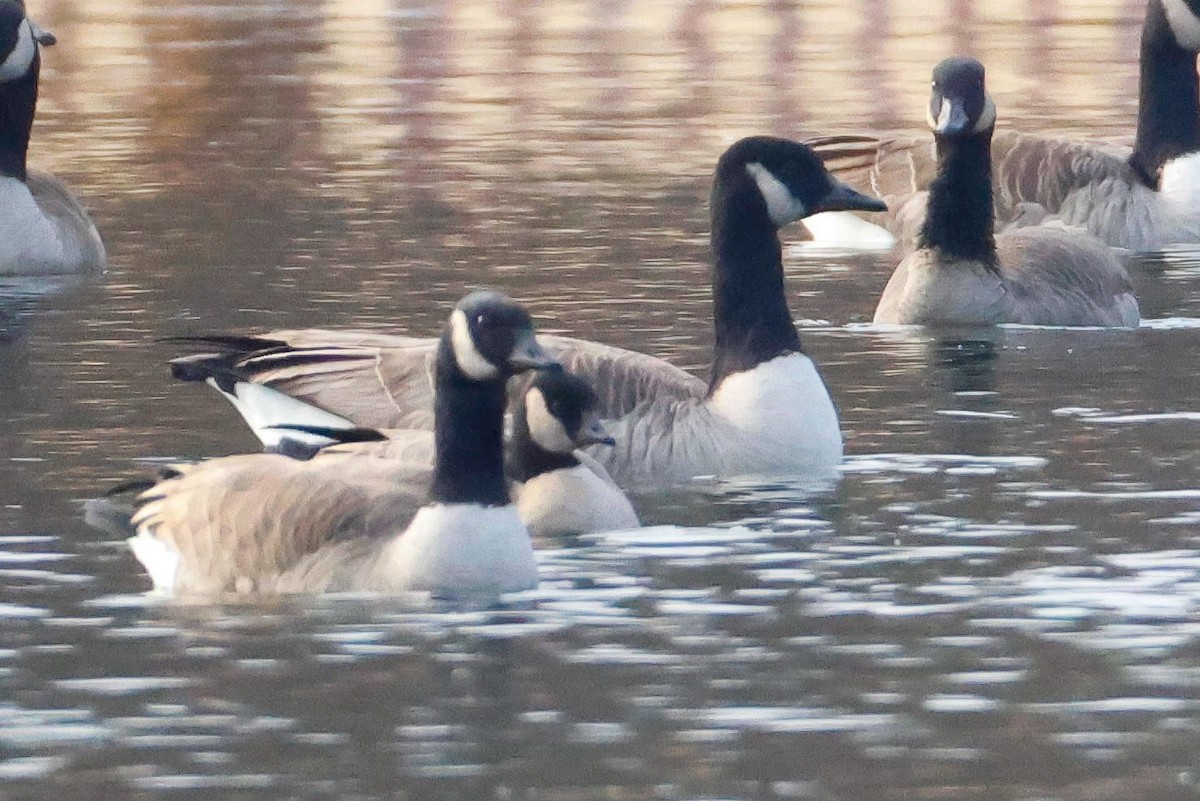 Canada Goose - ML646471912