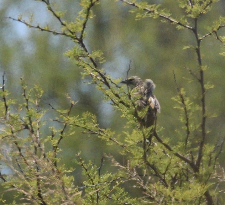 Bobolink - ML646471913