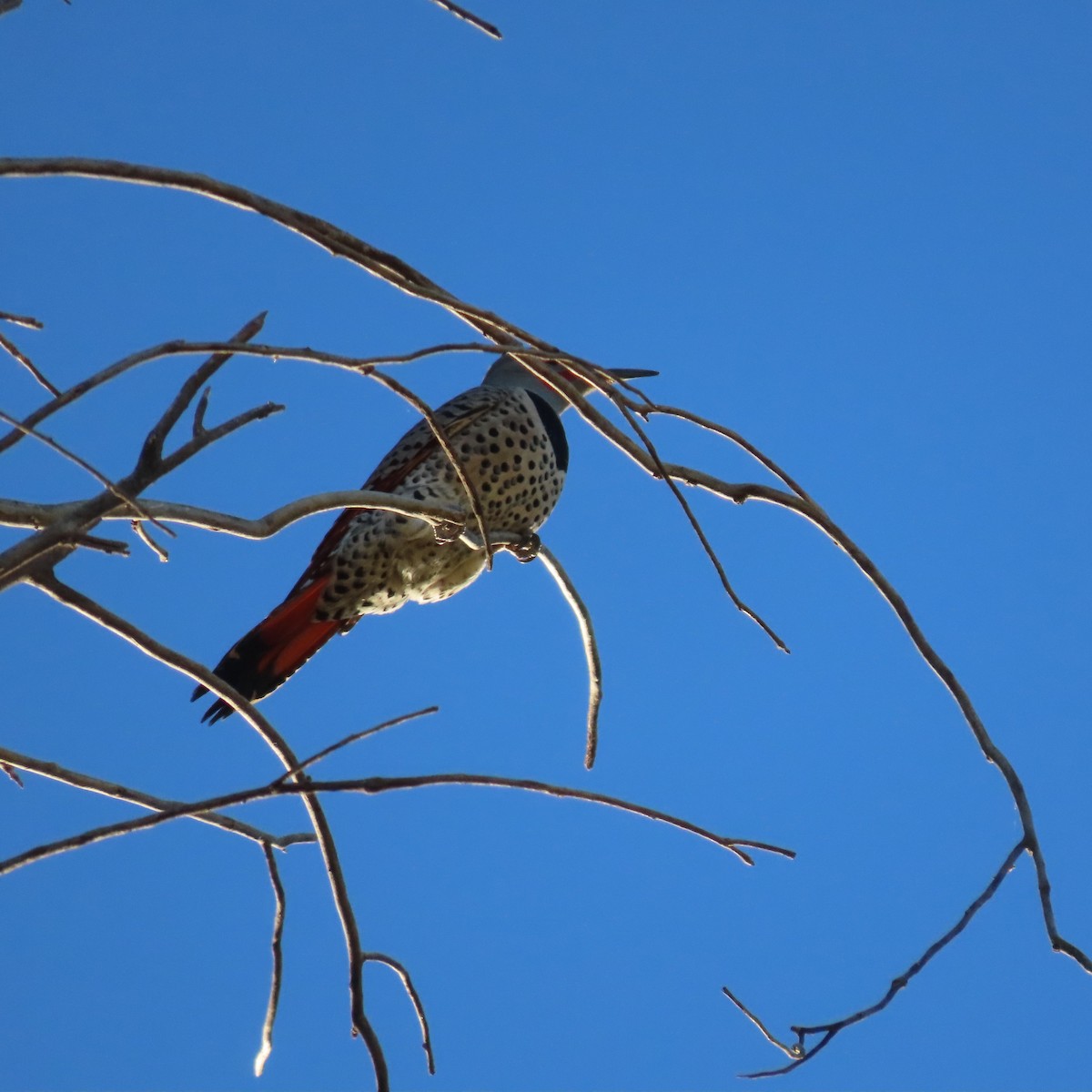 Northern Flicker - ML646471914