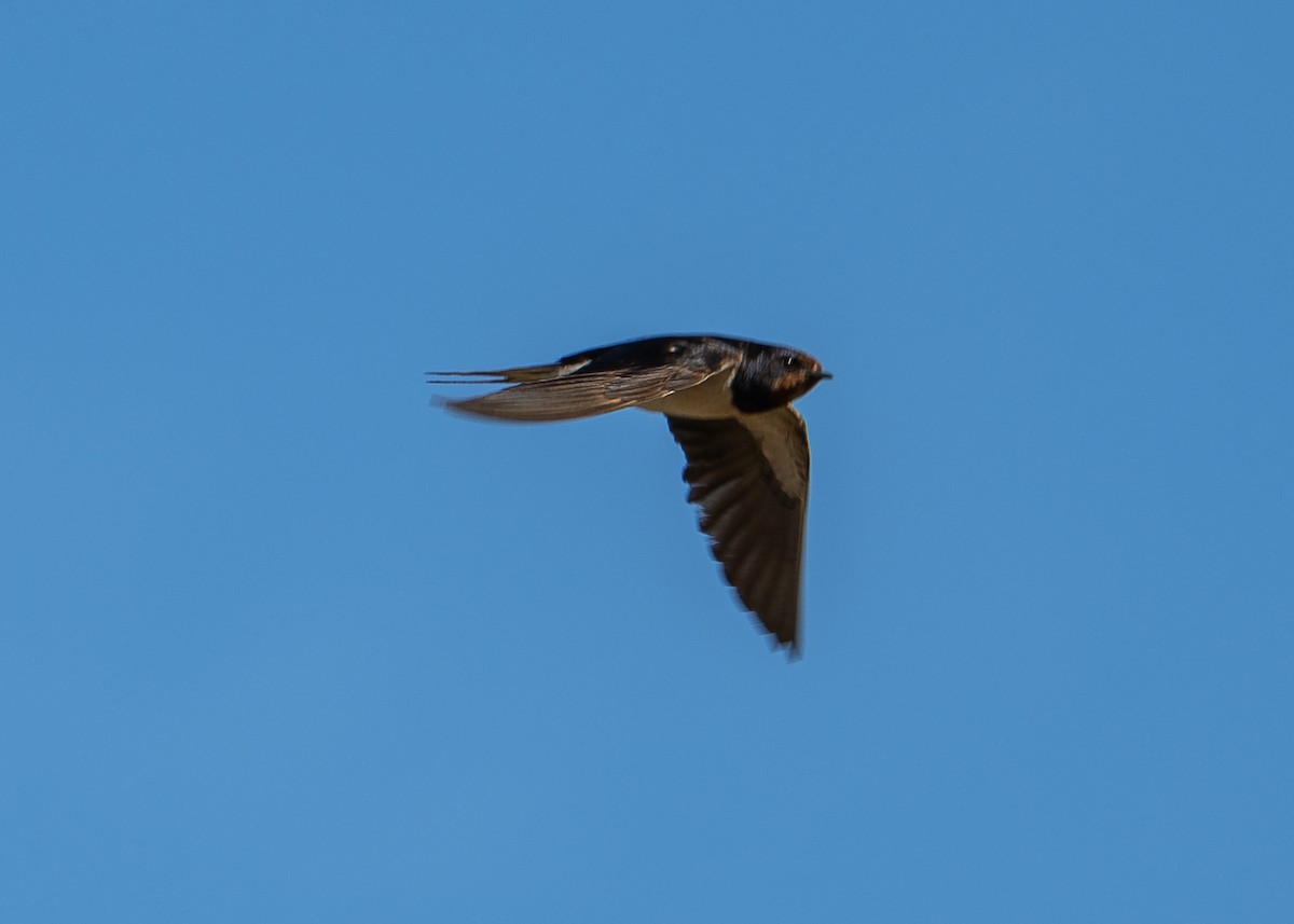 Barn Swallow - ML646471915
