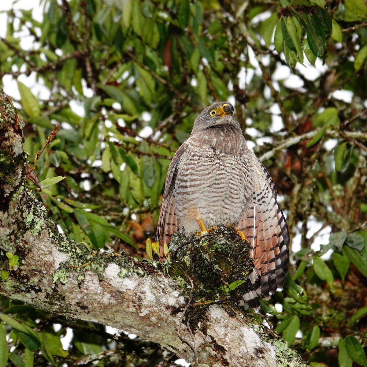Roadside Hawk - ML646471918
