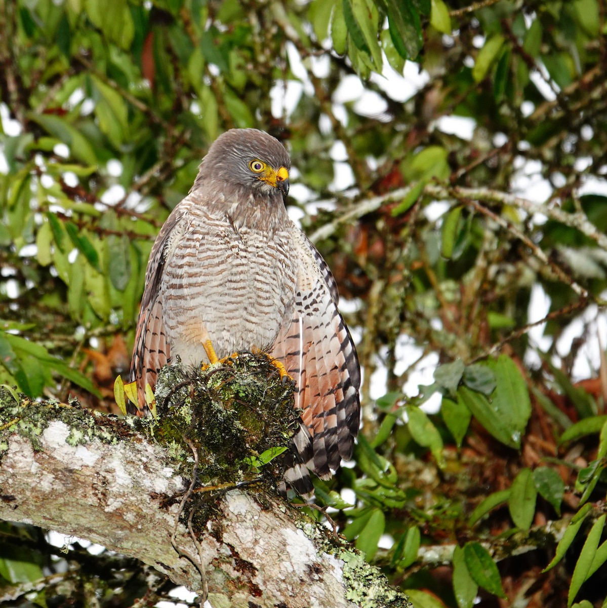 Roadside Hawk - ML646471919