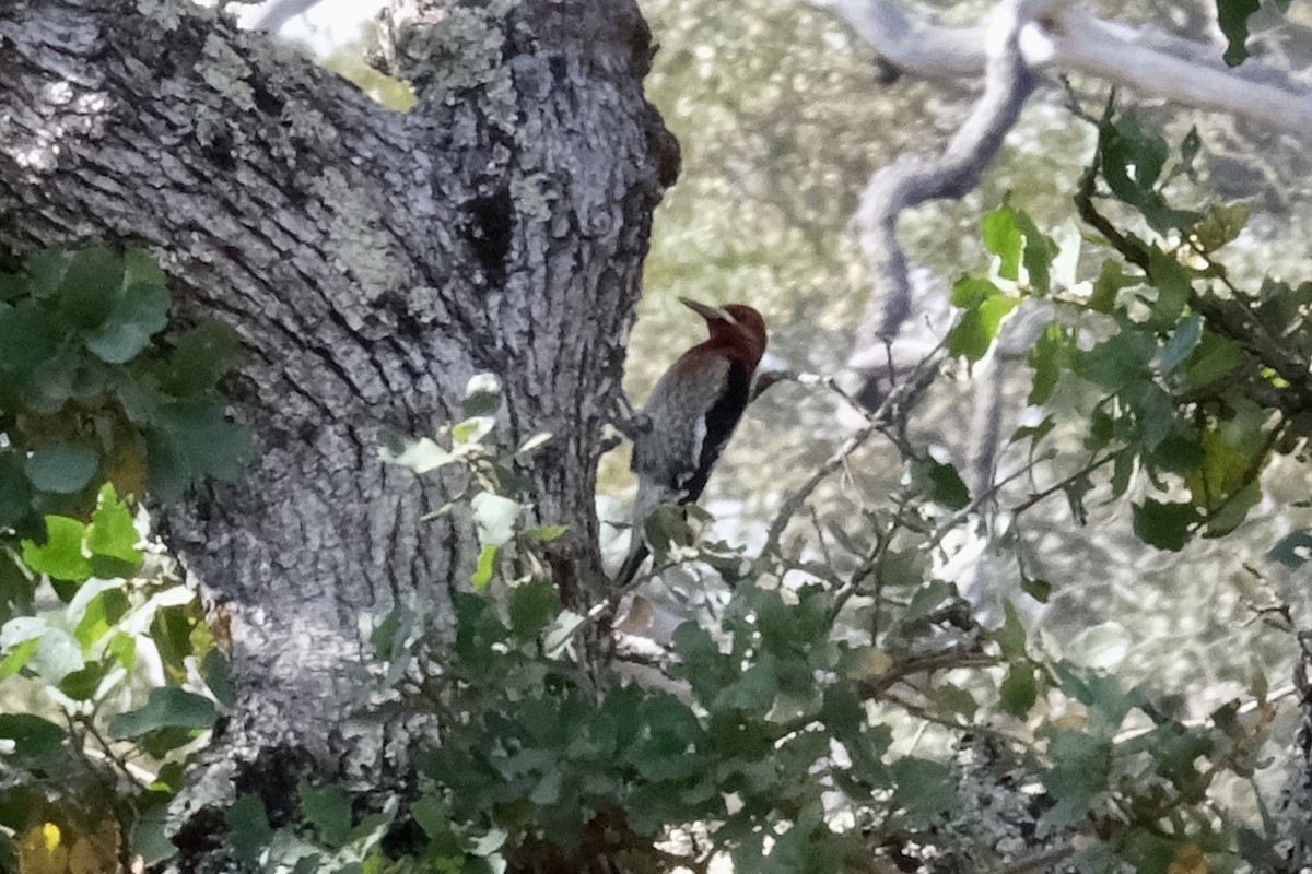 Red-breasted Sapsucker - ML646471921