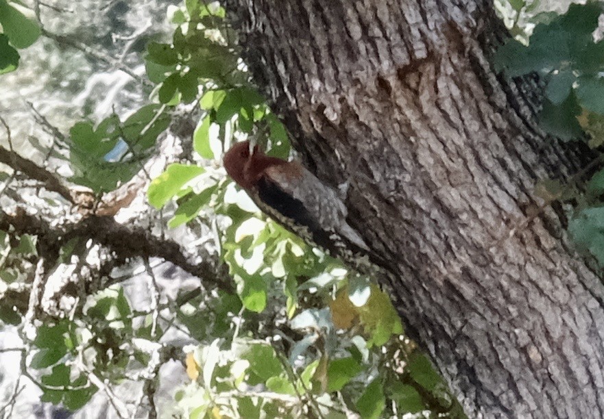 Red-breasted Sapsucker - ML646471922