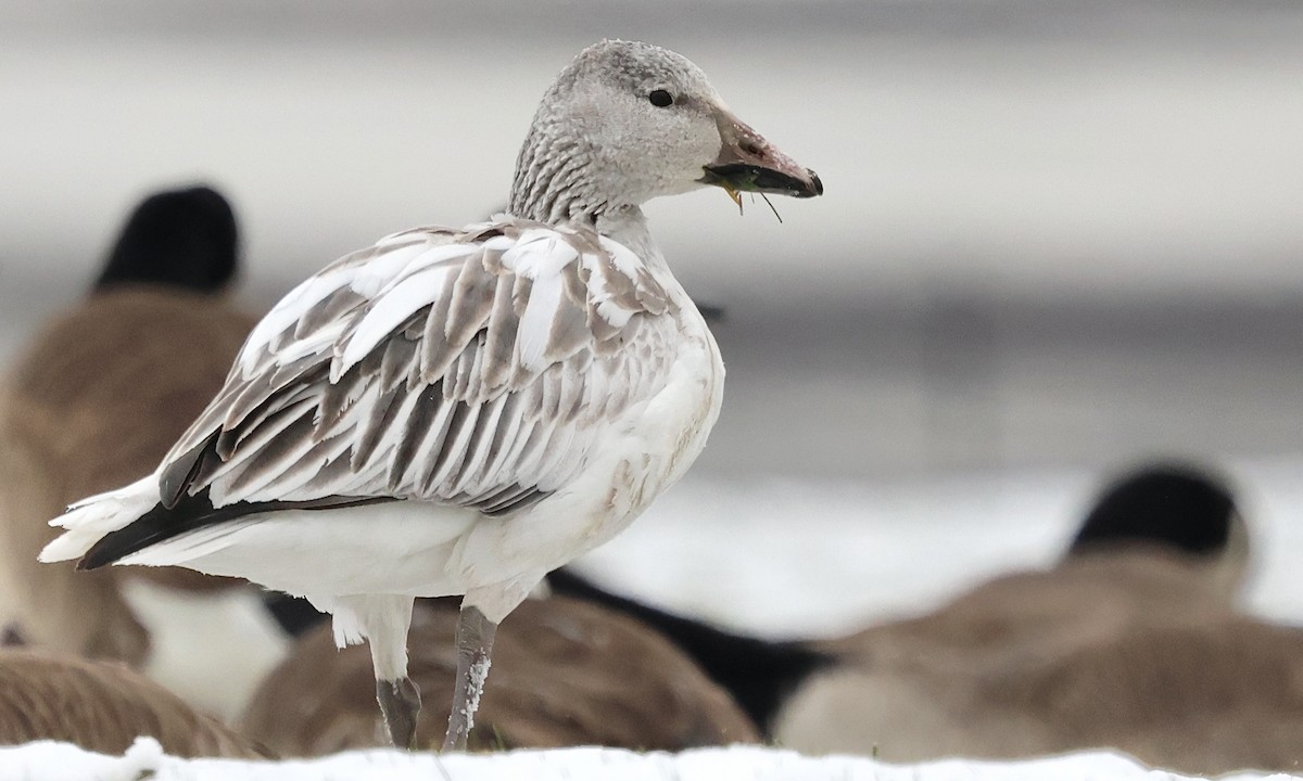 Snow Goose - ML646471923