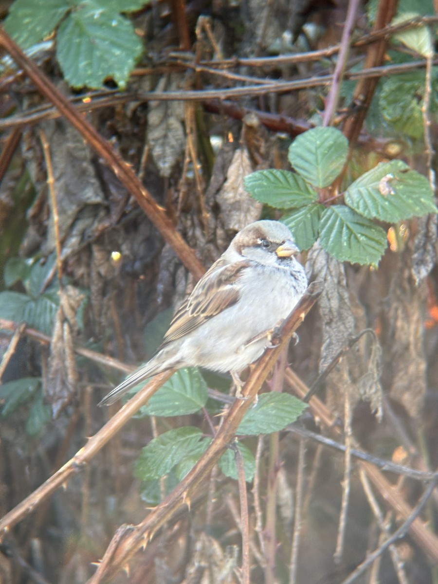 House Sparrow - ML646471925
