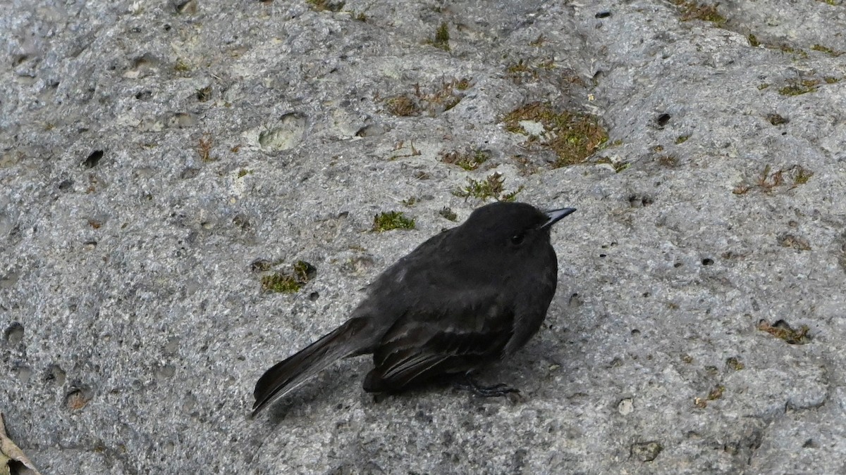 Black Phoebe - ML646471928