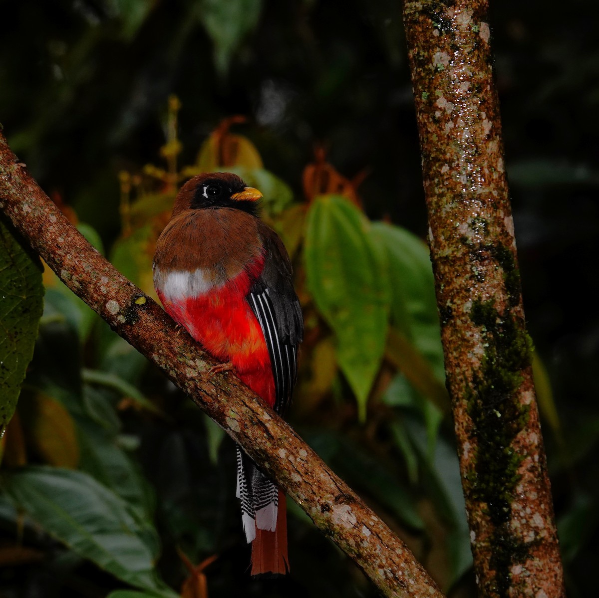 Masked Trogon - ML646471930