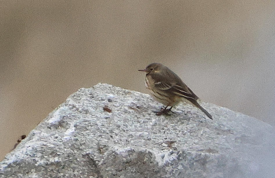 American Pipit - ML646471932