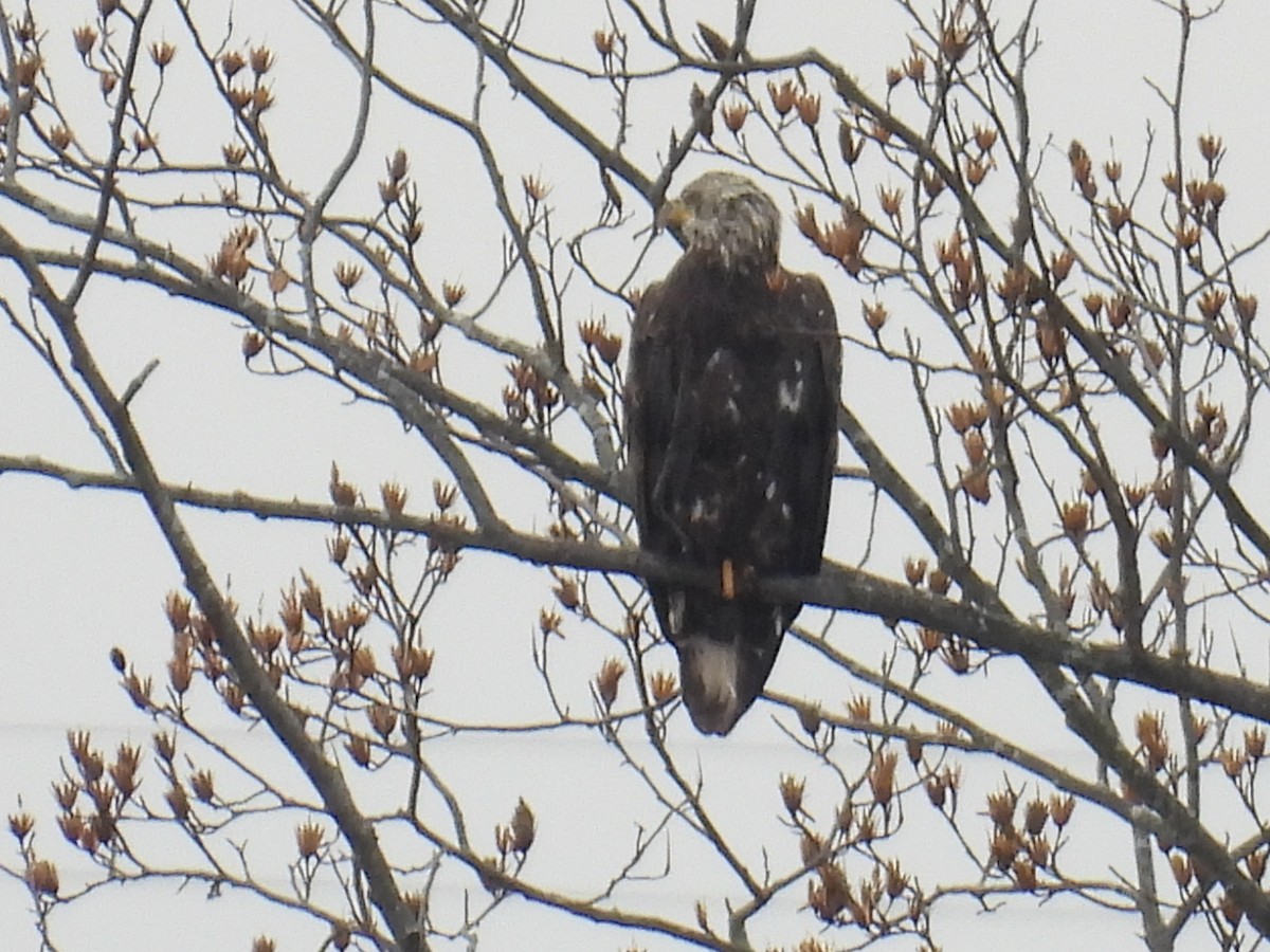 Орлан білоголовий - ML646471933