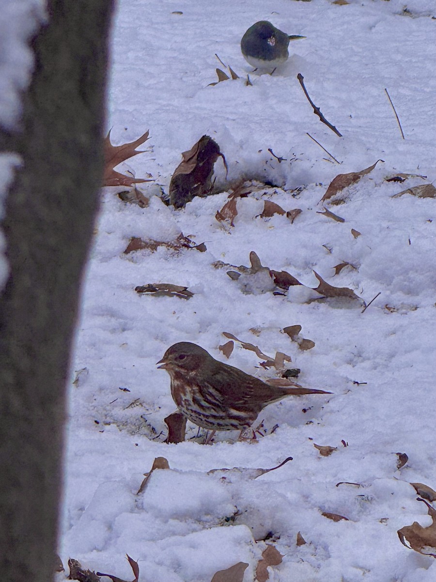 Fox Sparrow - ML646471934