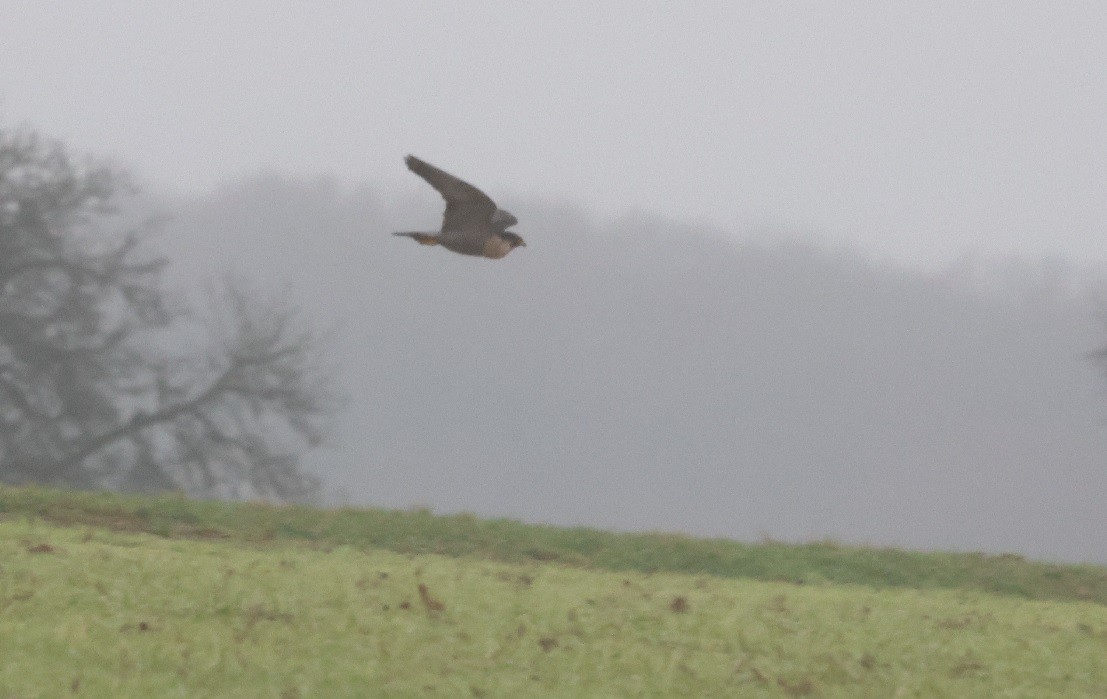 sokol stěhovavý - ML646471935