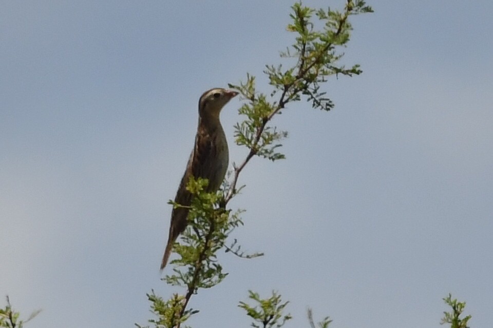 Bobolink - ML646471939