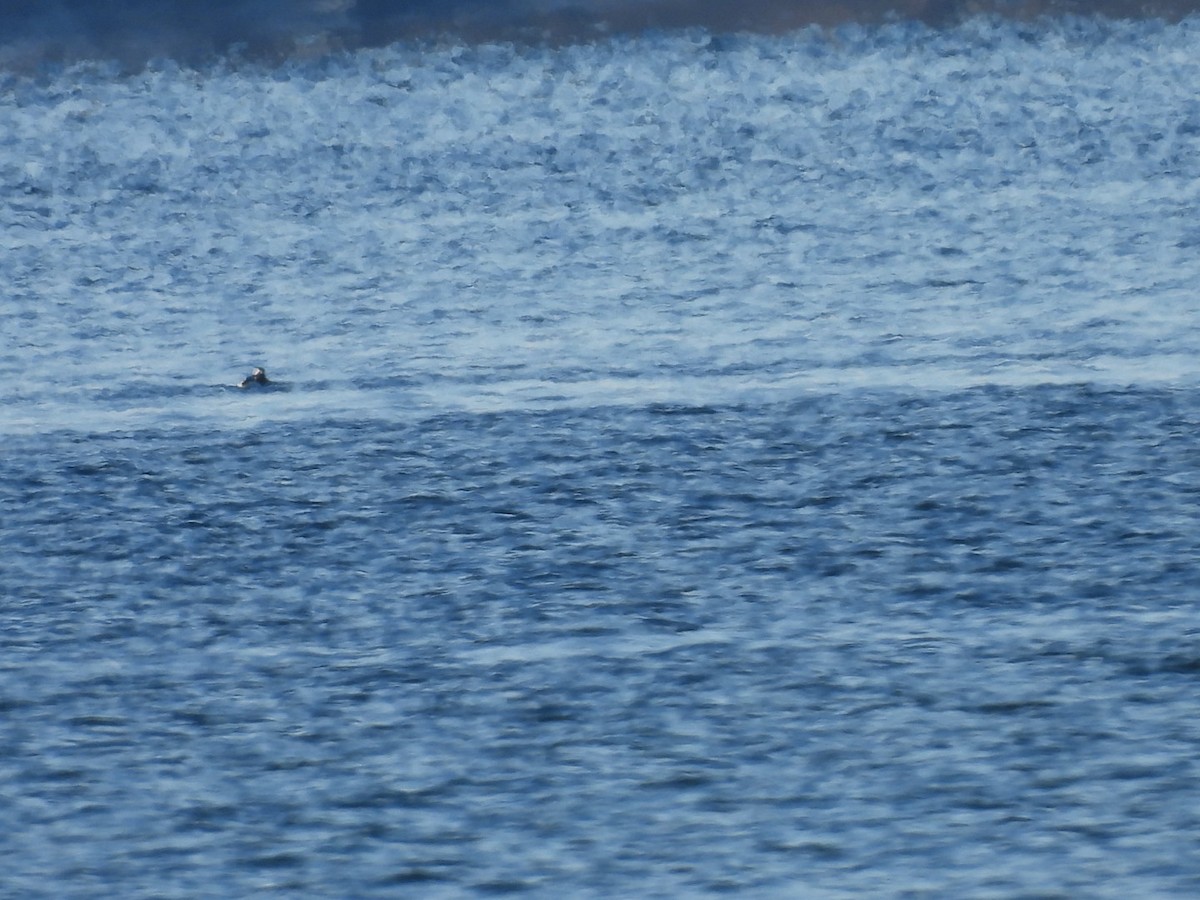 Long-tailed Duck - ML646471941
