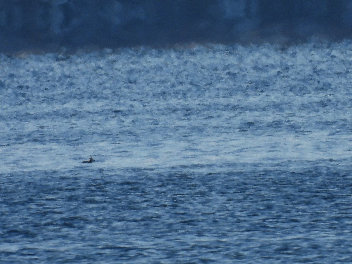 Long-tailed Duck - ML646471942