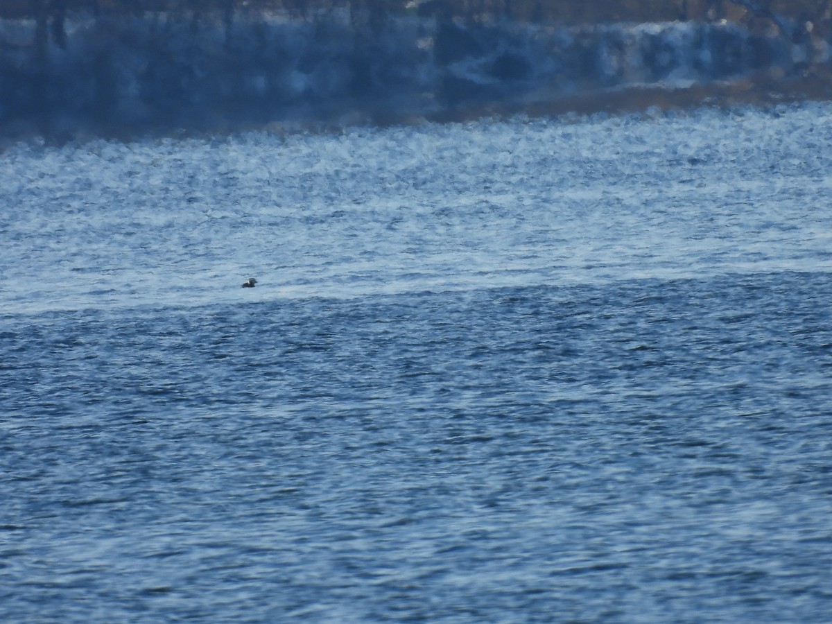 Long-tailed Duck - ML646471943