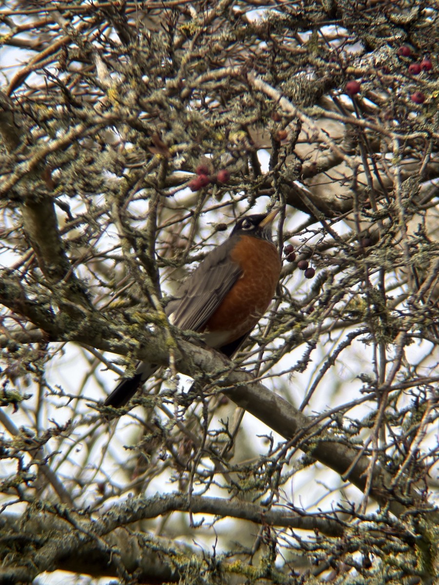 American Robin - ML646471944