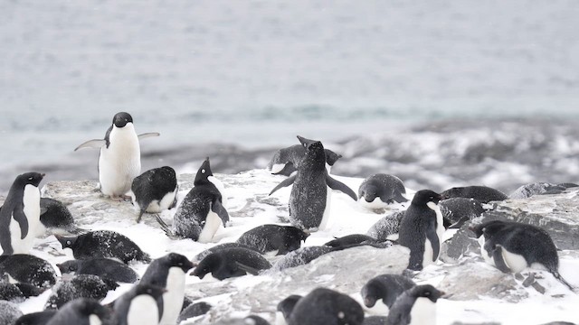 Пінгвін Аделі - ML646471947