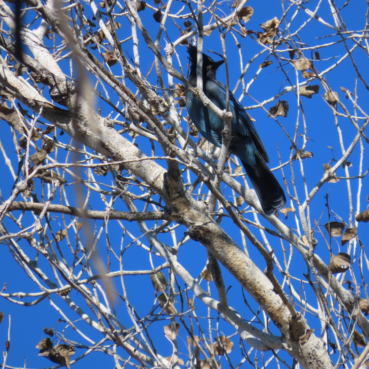 sojka Stellerova - ML646471949