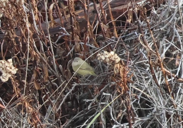 Orangefleck-Waldsänger - ML646471951