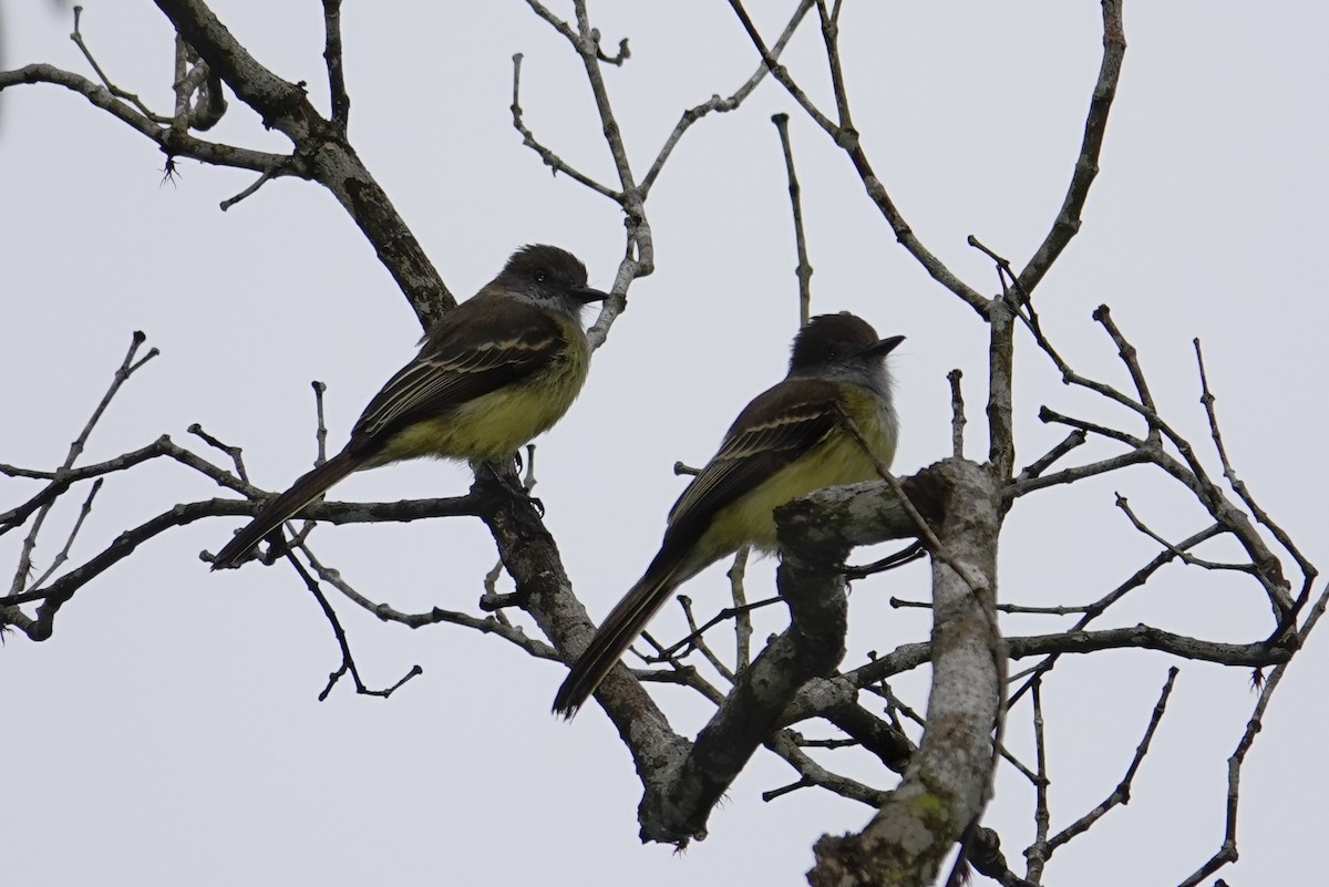 Pale-edged Flycatcher - ML646471953