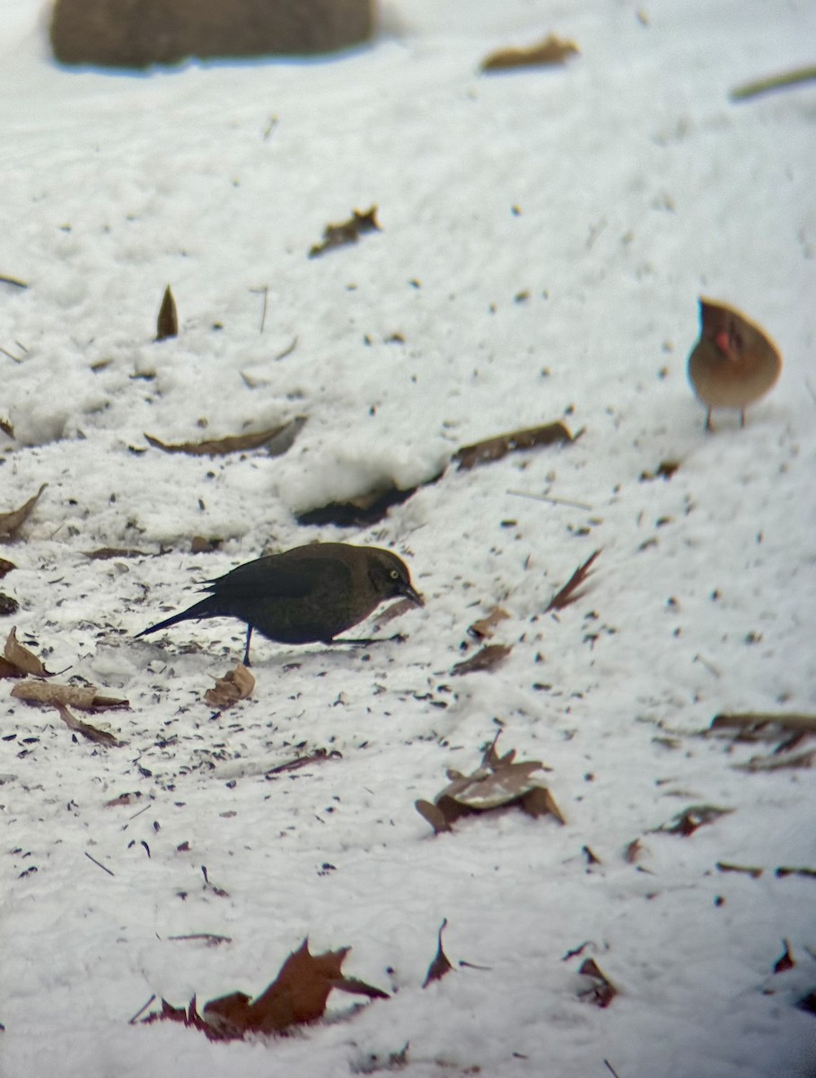Rusty Blackbird - ML646471956
