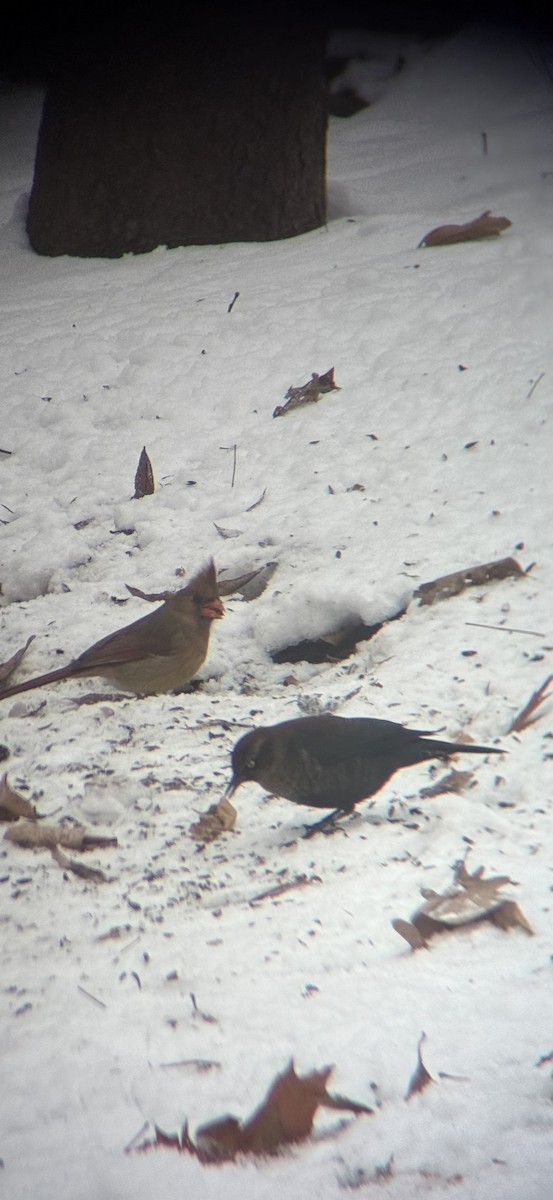 Rusty Blackbird - ML646471957