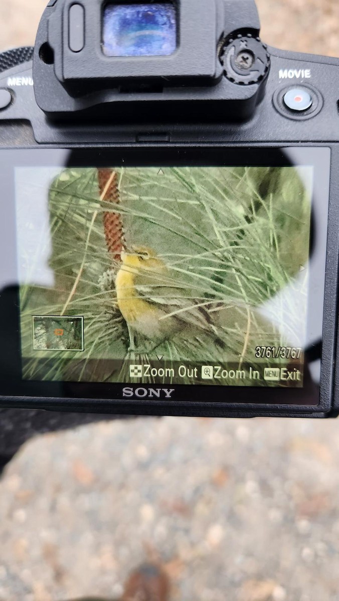 lesňáček borovicový - ML646471958