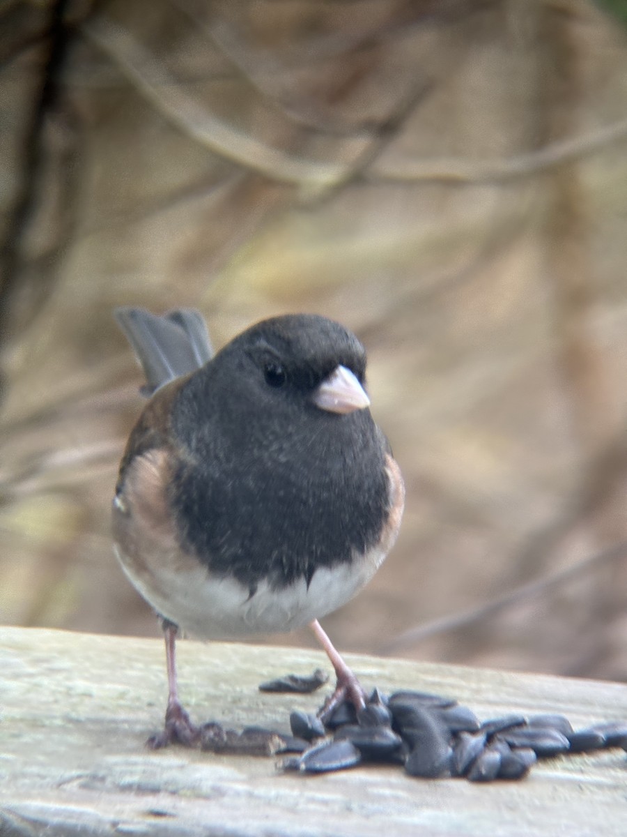 Dark-eyed Junco (Oregon) - ML646471961