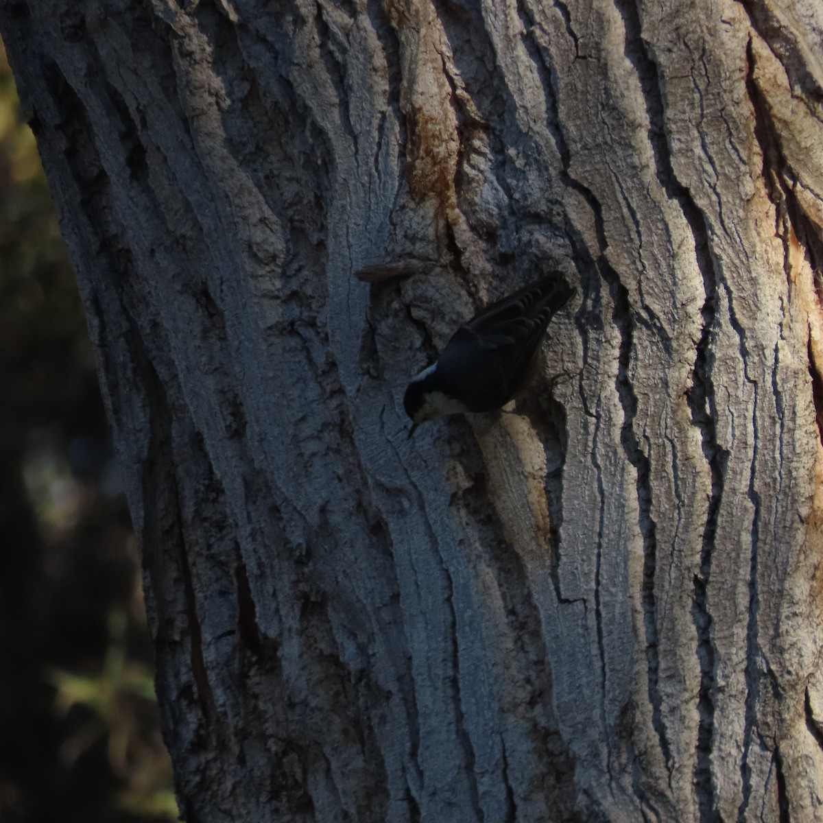 Weißbrustkleiber - ML646471964