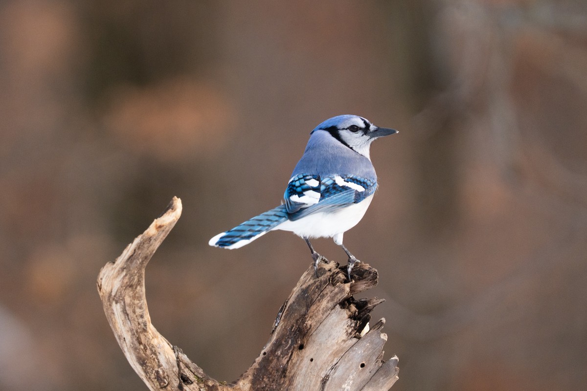Blue Jay - ML646471965