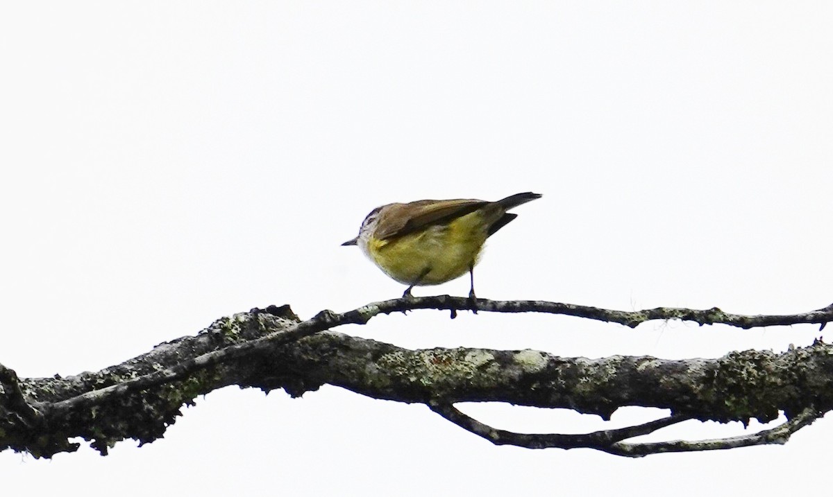Brown-capped Vireo - ML646471966