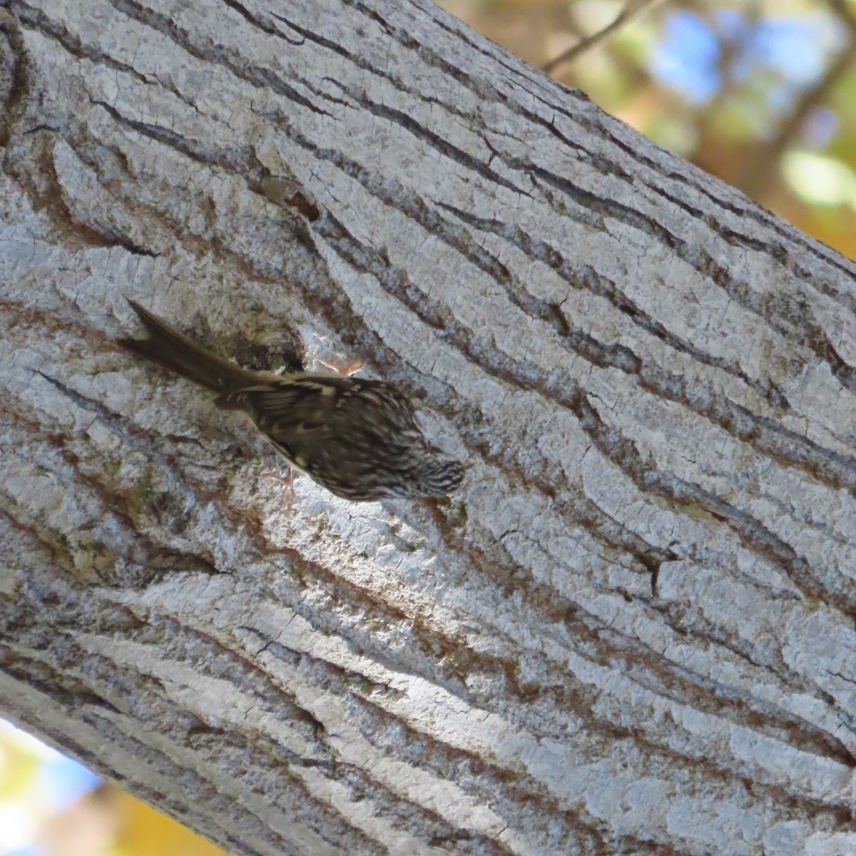 šoupálek americký - ML646471968