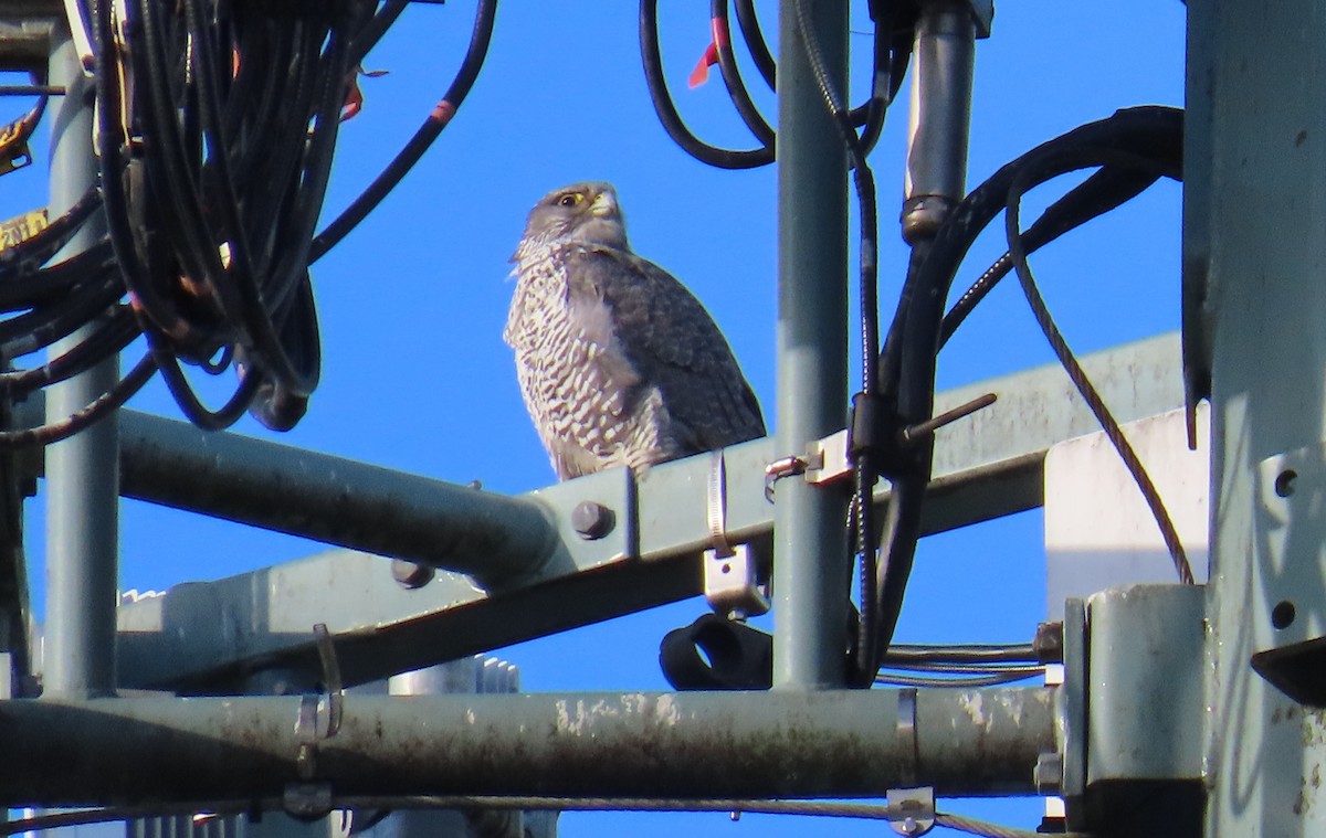 Faucon gerfaut - ML646471969