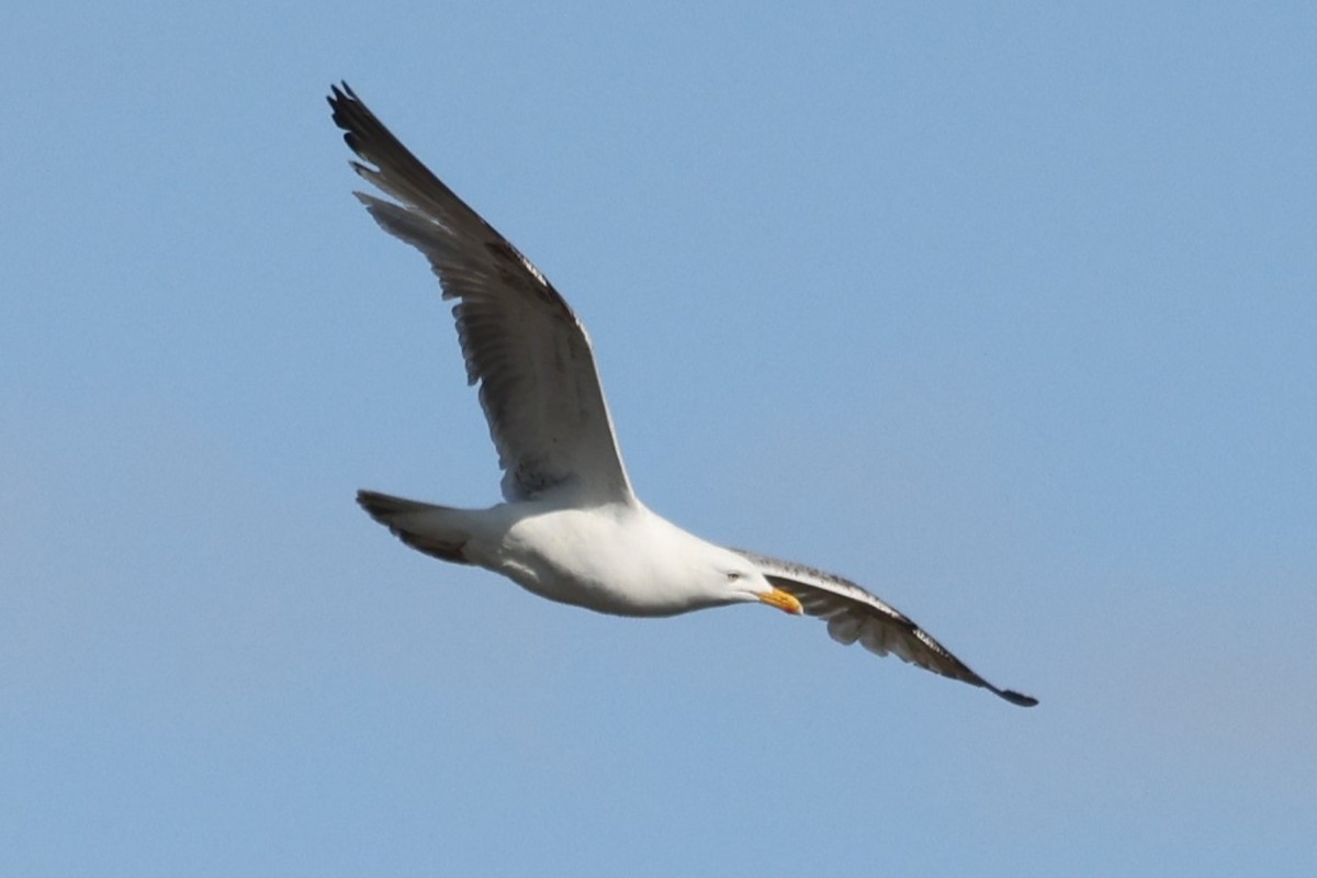 European Herring Gull - ML646471971