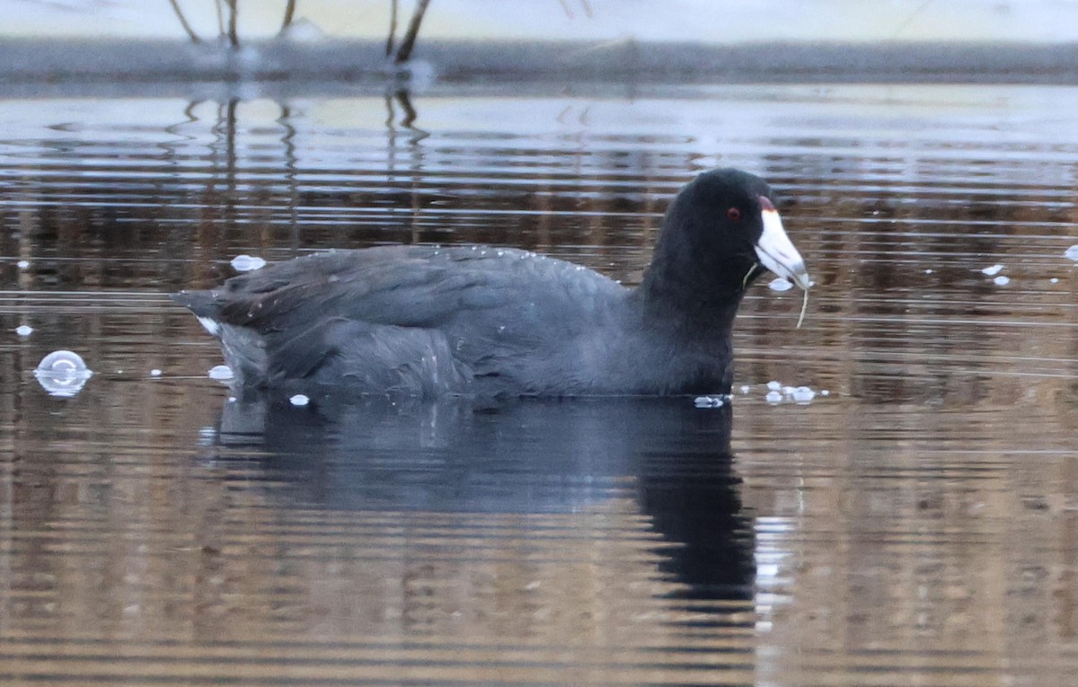 American Coot - ML646471972