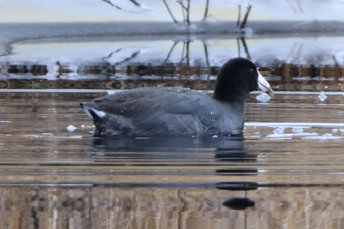 American Coot - ML646471973