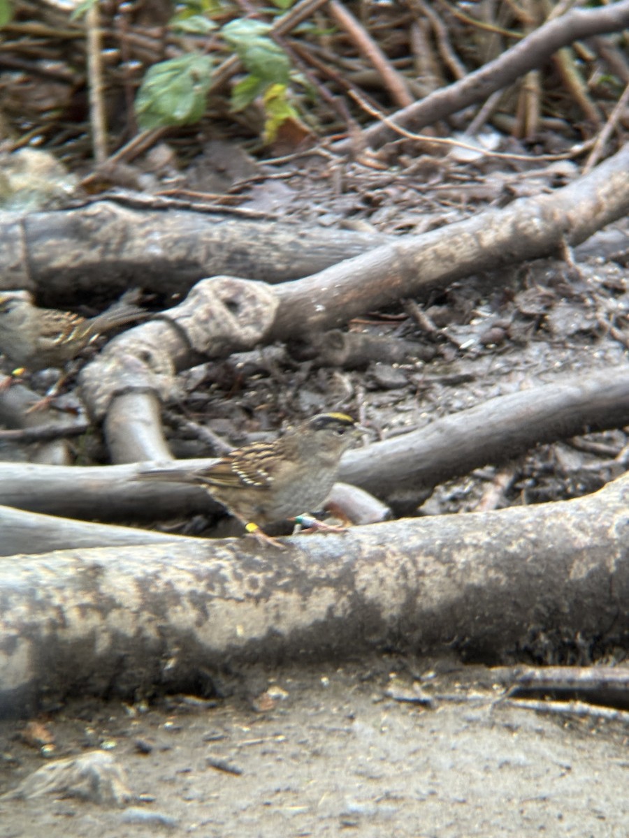 Golden-crowned Sparrow - ML646471974