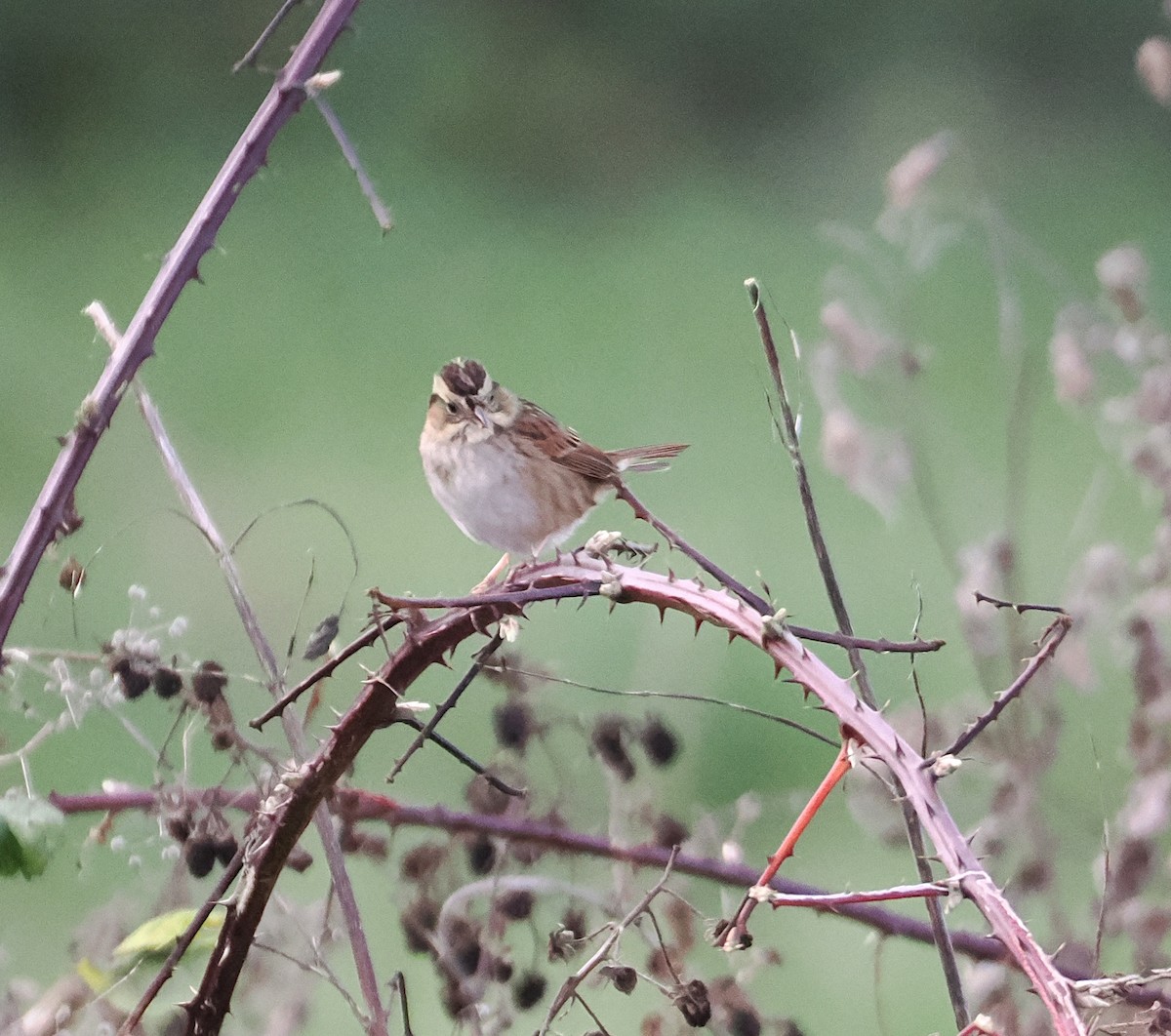 Swamp Sparrow - ML646471975