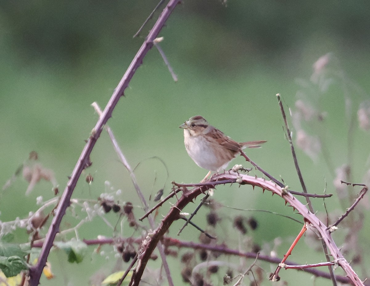 Swamp Sparrow - ML646471976