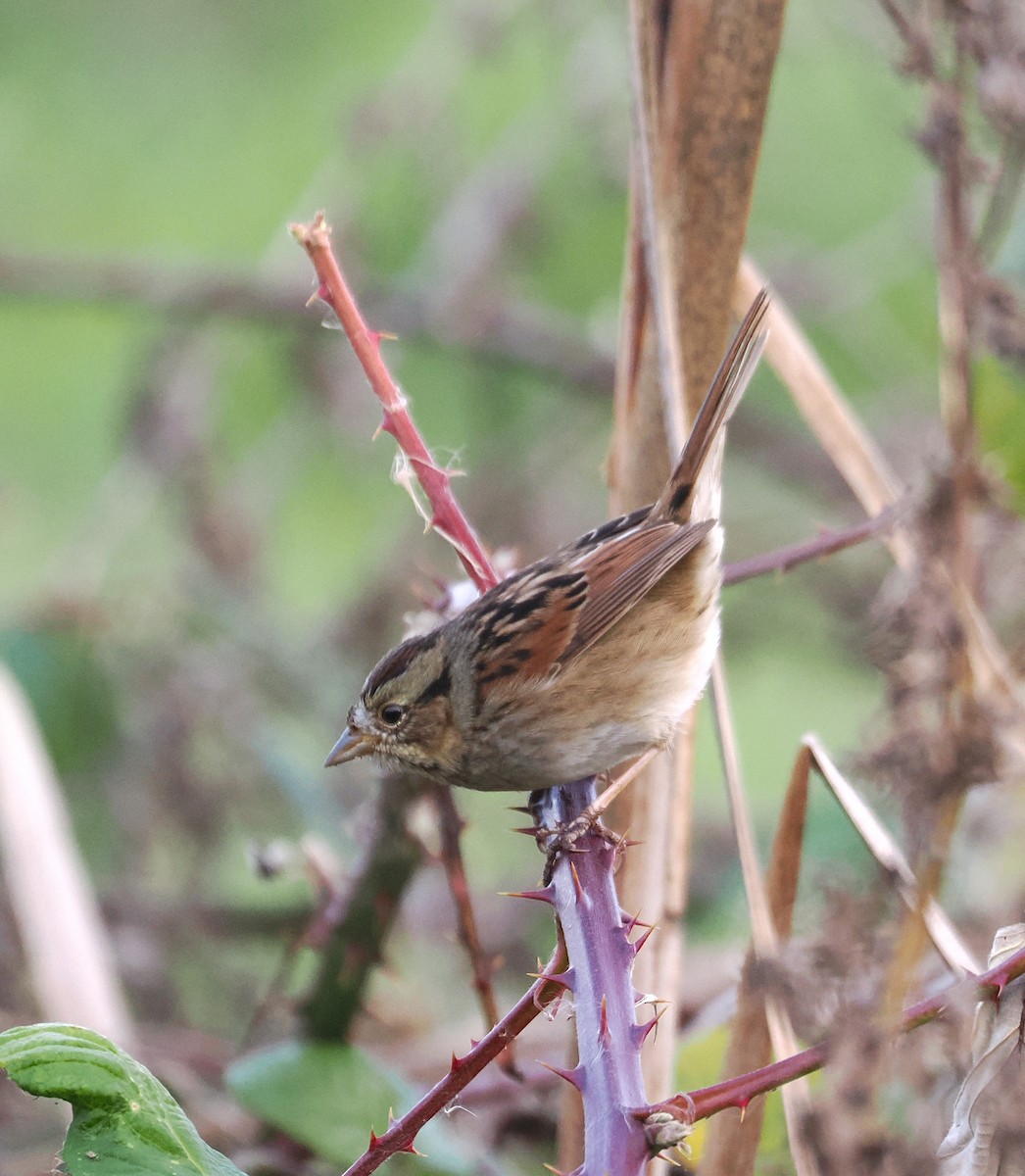Swamp Sparrow - ML646471977