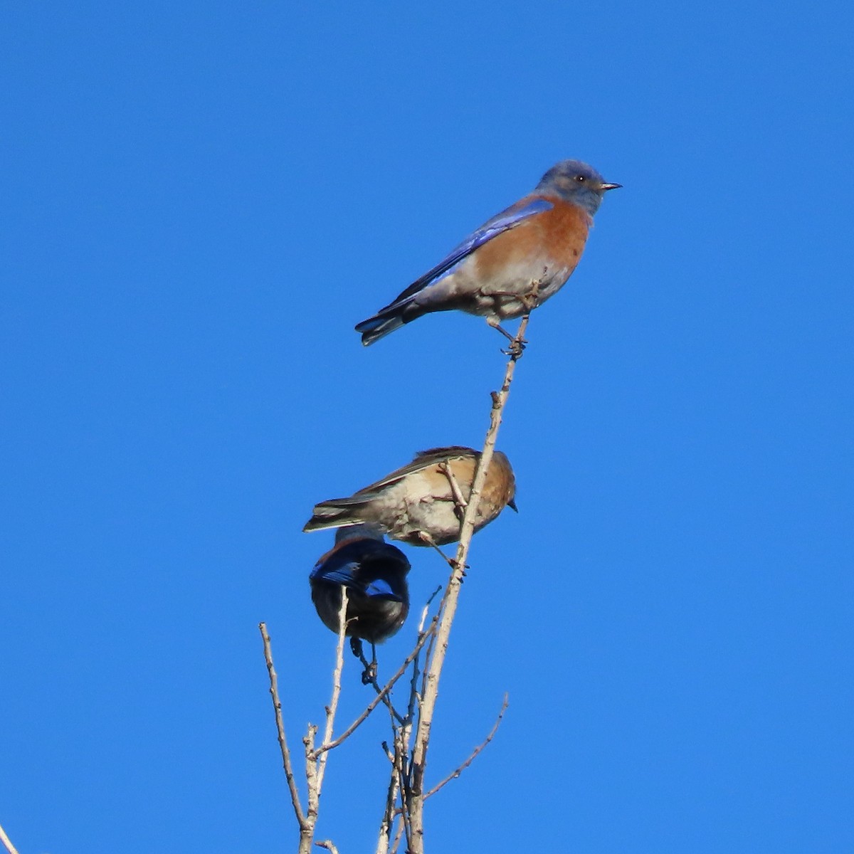 salašník západní - ML646471978
