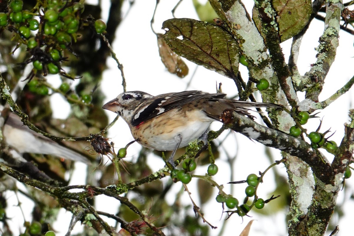Rose-breasted Grosbeak - ML646471980